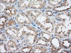 SNX9 Mouse anti-Human, Clone: OTI2A6, lyophilized, TrueMAB 100 &mu;g; Unconjugated:Antibodies,