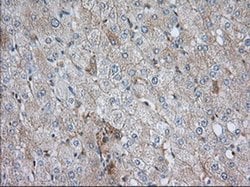 SNX9 Monoclonal Antibody (OTI2A6), TrueMAB , OriGene 100 &mu;L; Unconjugated:Antibodies,