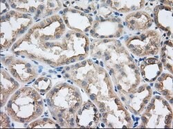 SNX9 Mouse anti-Canine, Human, Clone: OTI2A11, lyophilized, TrueMAB 100