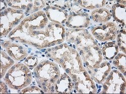 SNX9 Monoclonal Antibody (OTI2A11), TrueMAB , OriGene 30 &mu;L; Unconjugated:Antibodies,