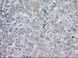 SNX9 Mouse anti-Canine, Human, Clone: OTI2A11, lyophilized, TrueMAB 100