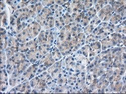 SNX9 Mouse anti-Canine, Human, Clone: OTI2B5, lyophilized, TrueMAB 100