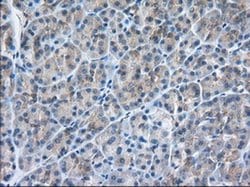 SNX9 Monoclonal Antibody (OTI2B5), TrueMAB , OriGene 100 &mu;L; Unconjugated:Antibodies,