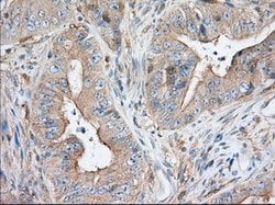 SNX9 Mouse anti-Canine, Human, Clone: OTI2B5, lyophilized, TrueMAB 100