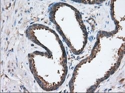 SNX9 Monoclonal Antibody (OTI2E1), TrueMAB , OriGene 30 &mu;L; Unconjugated:Antibodies,