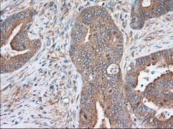 SNX9 Monoclonal Antibody (OTI2E1), TrueMAB , OriGene 30 &mu;L; Unconjugated:Antibodies,