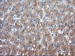 SNX9 Monoclonal Antibody (OTI2E1), TrueMAB , OriGene 30 &mu;L; Unconjugated:Antibodies,