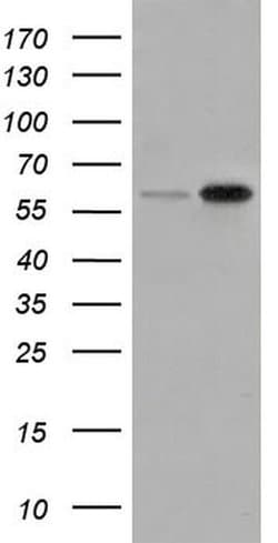 SNX9 Monoclonal Antibody (OTI1E2), TrueMAB , OriGene 30 &mu;L; Unconjugated:Antibodies,