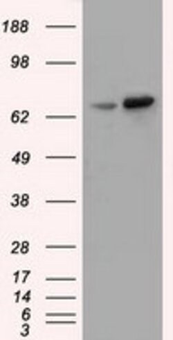 SNX9 Mouse anti-Human, Clone: OTI2A6, lyophilized, TrueMAB 100 &mu;g; Unconjugated:Antibodies,
