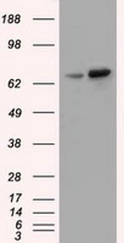 SNX9 Monoclonal Antibody (OTI2A6), TrueMAB , OriGene 100 &mu;L; Unconjugated:Antibodies,
