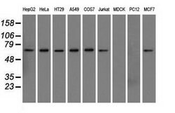 SNX9 Mouse anti-Human, Clone: OTI2A6, lyophilized, TrueMAB 100 &mu;g; Unconjugated:Antibodies,