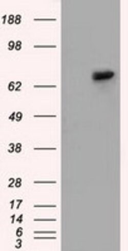 SNX9 Mouse anti-Canine, Human, Clone: OTI2A11, lyophilized, TrueMAB 100