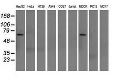 SNX9 Mouse anti-Canine, Human, Clone: OTI2A11, lyophilized, TrueMAB 100
