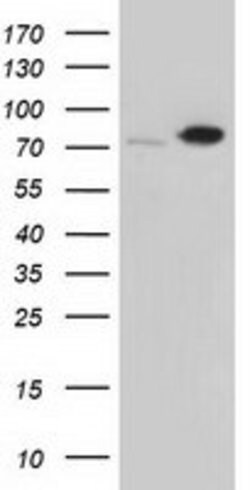 SNX9 Mouse anti-Canine, Human, Clone: OTI2B5, lyophilized, TrueMAB 100