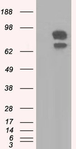 SNX9 Monoclonal Antibody (OTI2E1), TrueMAB , OriGene 30 &mu;L; Unconjugated:Antibodies,