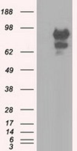 SNX9 Mouse anti-Human, Clone: OTI2F1, lyophilized, TrueMAB 100 &mu;g | Buy Online | OriGene | Fisher Scientific