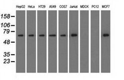 SNX9 Mouse anti-Human, Clone: OTI2F1, liquid, TrueMAB 30 &mu;L; Unconjugated:Antibodies,
