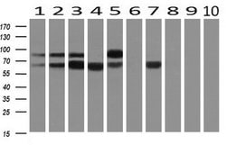 SNX9 Mouse anti-Human, Clone: OTI2F1, liquid, TrueMAB 30 &mu;L; Unconjugated:Antibodies,