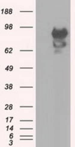 SNX9 Mouse anti-Human, Clone: OTI2G4, lyophilized, TrueMAB 100 &mu;g; Unconjugated:Antibodies,