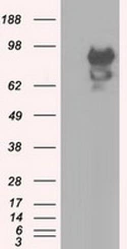 SNX9 Monoclonal Antibody (OTI2G4), TrueMAB , OriGene 30 &mu;L; Unconjugated:Antibodies,