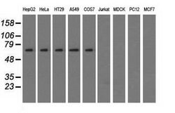 SNX9 Mouse anti-Human, Clone: OTI2G4, lyophilized, TrueMAB 100 &mu;g; Unconjugated:Antibodies,