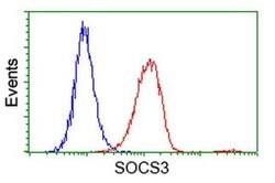 SOCS3 Monoclonal Antibody (OTI3B8), TrueMAB , OriGene:Antibodies:Primary