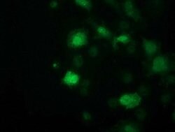 SOCS3 Mouse anti-Human, Clone: OTI3B8, lyophilized, TrueMAB 100 &mu;g;