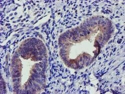 SOCS3 Mouse anti-Human, Clone: OTI15F9, liquid, TrueMAB 100 &mu;L; Unconjugated:Antibodies,