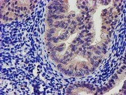 SOCS3 Mouse anti-Human, Clone: OTI15F9, liquid, TrueMAB 100 &mu;L; Unconjugated:Antibodies,