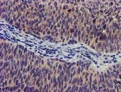 SOCS3 Mouse anti-Human, Clone: OTI15F9, liquid, TrueMAB 100 &mu;L; Unconjugated:Antibodies,