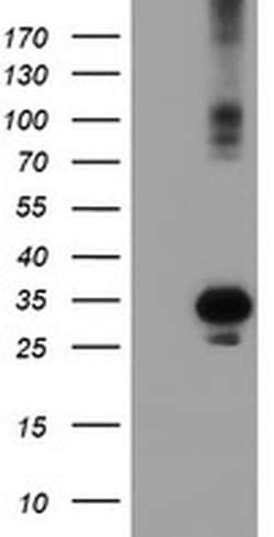 SOCS3 Mouse anti-Human, Clone: OTI15F9, liquid, TrueMAB 100 &mu;L; Unconjugated:Antibodies,