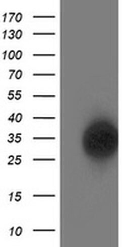 SOCS3 Monoclonal Antibody (OTI7E10), TrueMAB , OriGene 100 &mu;L; Unconjugated:Antibodies,