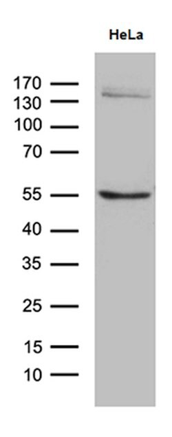 SOCS4 Mouse anti-Human, Clone: OTI5H9, lyophilized, TrueMAB 100 &mu;g;