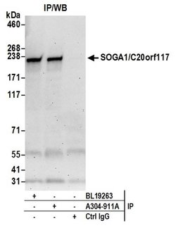 SOGA1/C20orf117 Rabbit anti-Human, Polyclonal, Bethyl Laboratories 100