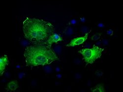 SORD Mouse anti-Human, Clone: OTI9E7, lyophilized, TrueMAB 100 &mu;g; Unconjugated:Antibodies,