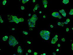 SORD Mouse anti-Human, Clone: OTI17E7, liquid, TrueMAB 100 &mu;L; Unconjugated:Antibodies,