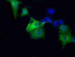 SORD Mouse anti-Human, Clone: OTI4E5, liquid, TrueMAB 100 &mu;L; Unconjugated:Antibodies,