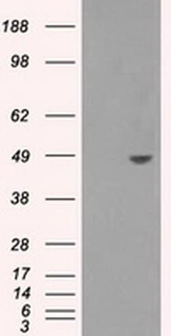SORD Mouse anti-Human, Clone: OTI13G5, liquid, TrueMAB 100 &mu;L; Unconjugated:Antibodies,