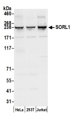 SORL1 Polyclonal Antibody, Bethyl Laboratories 20 &mu;L; Unconjugated:Antibodies,