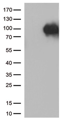 SORT1 Monoclonal Antibody (OTI3H4), TrueMAB , OriGene:Antibodies:Primary