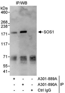 SOS1 Rabbit anti-Human, Polyclonal, Bethyl Laboratories 100 &mu;L; Unconjugated:Antibodies,