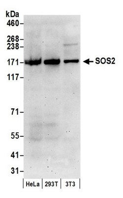 SOS2 Rabbit anti-Human, Polyclonal, Bethyl Laboratories 20 &mu;L; Unconjugated:Antibodies,