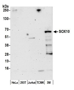 SOX10 Polyclonal Antibody, Bethyl Laboratories:Antibodies:Primary Antibodies