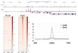 Invitrogen SOX2 Polyclonal Antibody:Antibodies:Primary Antibodies