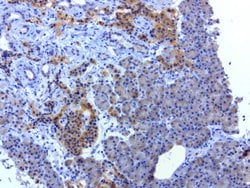 SOX5 Mouse anti-Human, Clone: UMAB53, liquid, UltraMAB 100 &mu;L; Unconjugated:Antibodies,