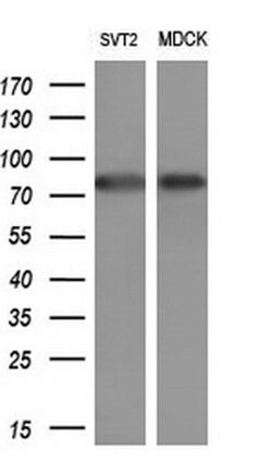 SOX5 Monoclonal Antibody (OTI2A3), TrueMAB , OriGene:Antibodies:Primary
