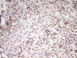 SP110 Mouse anti-Human, Clone: OTI4C1, TrueMAB , Origene 30 &mu;L; Unconjugated:Antibodies,