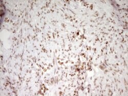 SP110 Mouse anti-Human, Clone: OTI4C1, TrueMAB , Origene 30 &mu;L; Unconjugated:Antibodies,