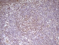 SP110 Mouse anti-Human, Clone: OTI4C1, TrueMAB , Origene 30 &mu;L; Unconjugated:Antibodies,