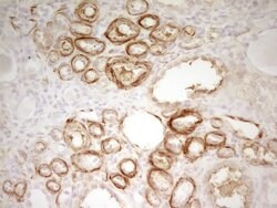 SP110 Monoclonal Antibody (OTI1C3), TrueMAB , OriGene 100 &mu;L; Unconjugated:Antibodies,